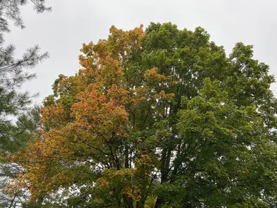 NT 9-25-2020 Sugar Maple Changing