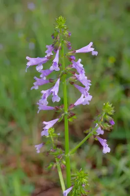 Salvia lyrata 481736445