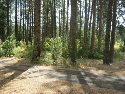 Road with trees and bushes in the background.