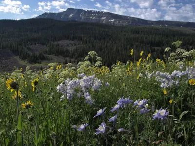 Wildflowers below Flat Top Mountain, Bear River drainage, Medicine Bow Routt National Forest, Rocky Mountains, elevation 3075 m (10090 ft) (23191908084)
