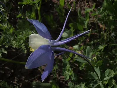 Colorado blue columbine, Aquilegia coerulea var. coerulea (23324217583)