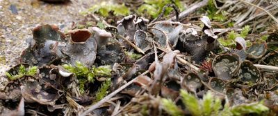 Peltigera didactyla 42187890