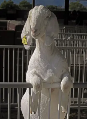 White Goat Standing
