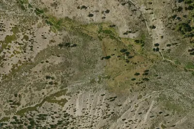 Big Tree Flat