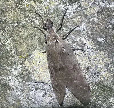 Dysmicohermes ingens 262472322 (cropped)