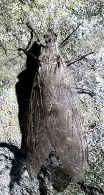 Dysmicohermes ingens 262472355 (cropped) (cropped)