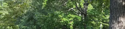 Chilhowee Group Camp