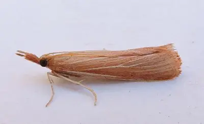 Peoria johnstoni