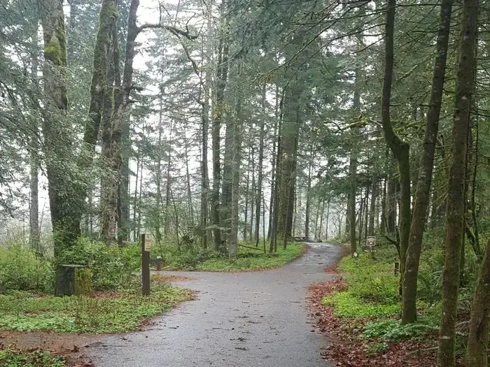 Flat paved road with campsite spurs in misty mixed conifer forest.