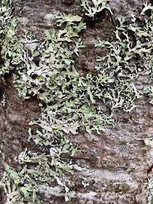 Parmelia sulcata 100339333