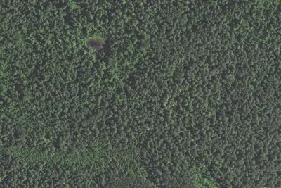 Pine Woods