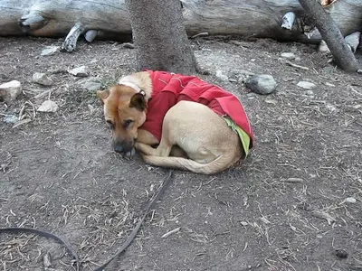 Shiver dog (8065261476)