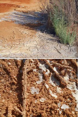 Permineralization