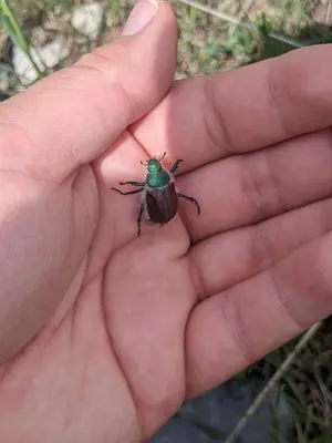 Paracotapla granicollis