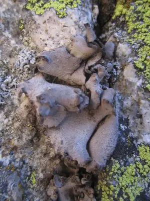 Dermatocarpon reticulatum 28949518