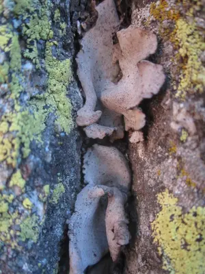 Dermatocarpon reticulatum 28949520