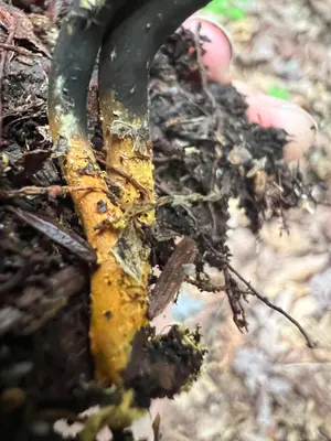 Tolypocladium ophioglossoides 220721062