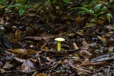 Retiboletus-ornatipes-ornate-stalked-bolete-davidson-river-north-carolina-02-hardwood-habitat