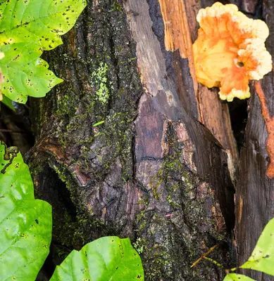Chicken-of-the-woods-micro-ecology