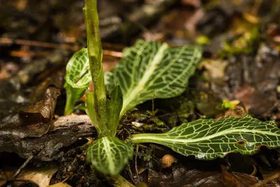Goodyera-pubescens-downy-rattlesnake-plantain-pisgah-national-forest-north-carolina-04-pubescent-scape