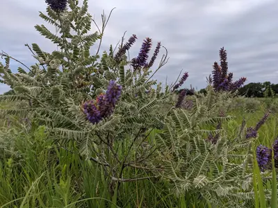Pxl 20210709 012804166 amorpha canescens lead plant restoration trail camden state park mn lucas tetrick