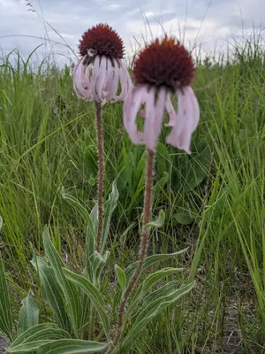 Pxl 20210709 013014195 echinacea angustifolia camden state park mn lucas tetrick