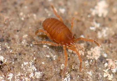 Opiliones, Cyphophthalmi, Sironidae, Siro exilis