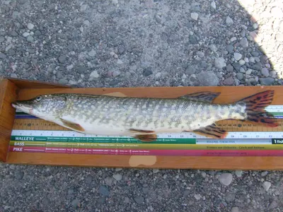 Northern pike (Hilton Beach) 1
