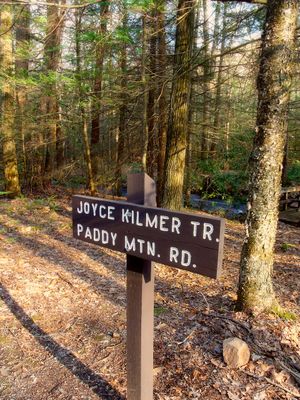 Flickr - Nicholas T - Joyce Kilmer Natural Area (1)