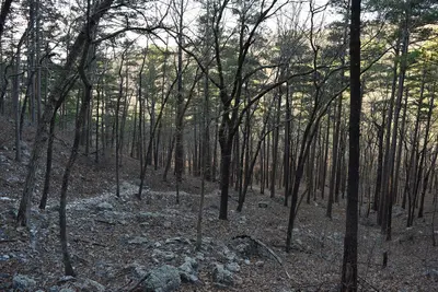 Athens-Big Fork Trail 1