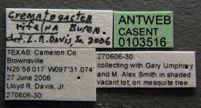 Crematogaster rifelna casent0103516 label 1