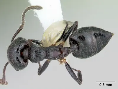 Crematogaster rifelna casent0103516 dorsal 1