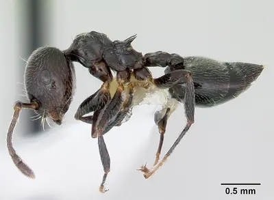 Crematogaster rifelna casent0103516 profile 1
