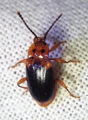 Aphorista laeta 330073598