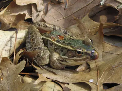 Southern Leopard Frog - Flickr - GregTheBusker (5)