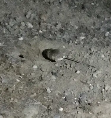Dipodomys californicus