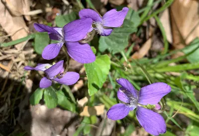 Viola sp 010