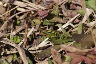 Aztecacris laevis 251526804