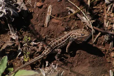 Sceloporus scalaris 251526856