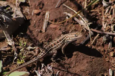 Sceloporus scalaris 251526983