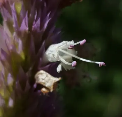 Agastache urticifolia 30226482