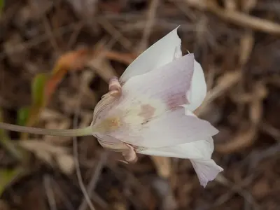 Butterfly Mariposa Lily (Calochortus venustus) (5803238936)
