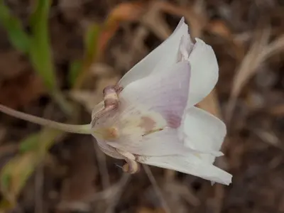 Butterfly Mariposa Lily (Calochortus venustus) (5802689265)