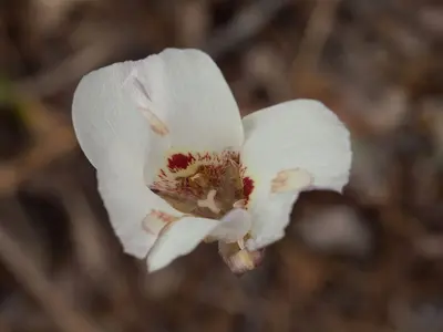 Butterfly Mariposa Lily (Calochortus venustus) (5803232388)