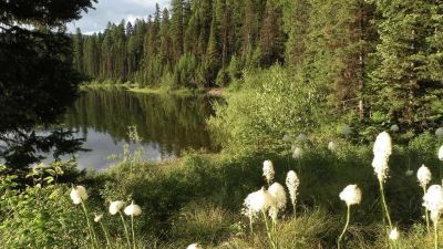 Lake Inez Point 6 (group Camp Site)