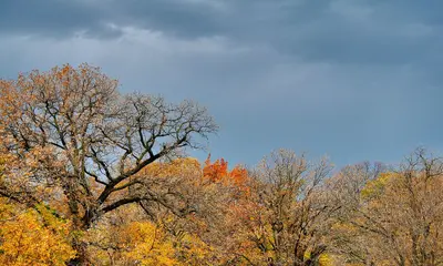 Autumn (1992571380)