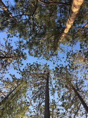 Spruce trees at our campground on Lac Jean Péré