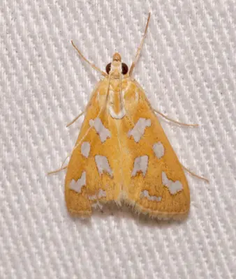 Diastictis sperryorum