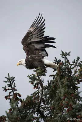 Eagle Wingspan Flkr1828 (22037081651)