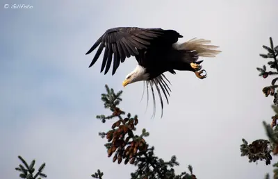 Eagle Diving (21404245504)